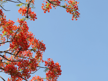 VSA 240 - Fraud and error